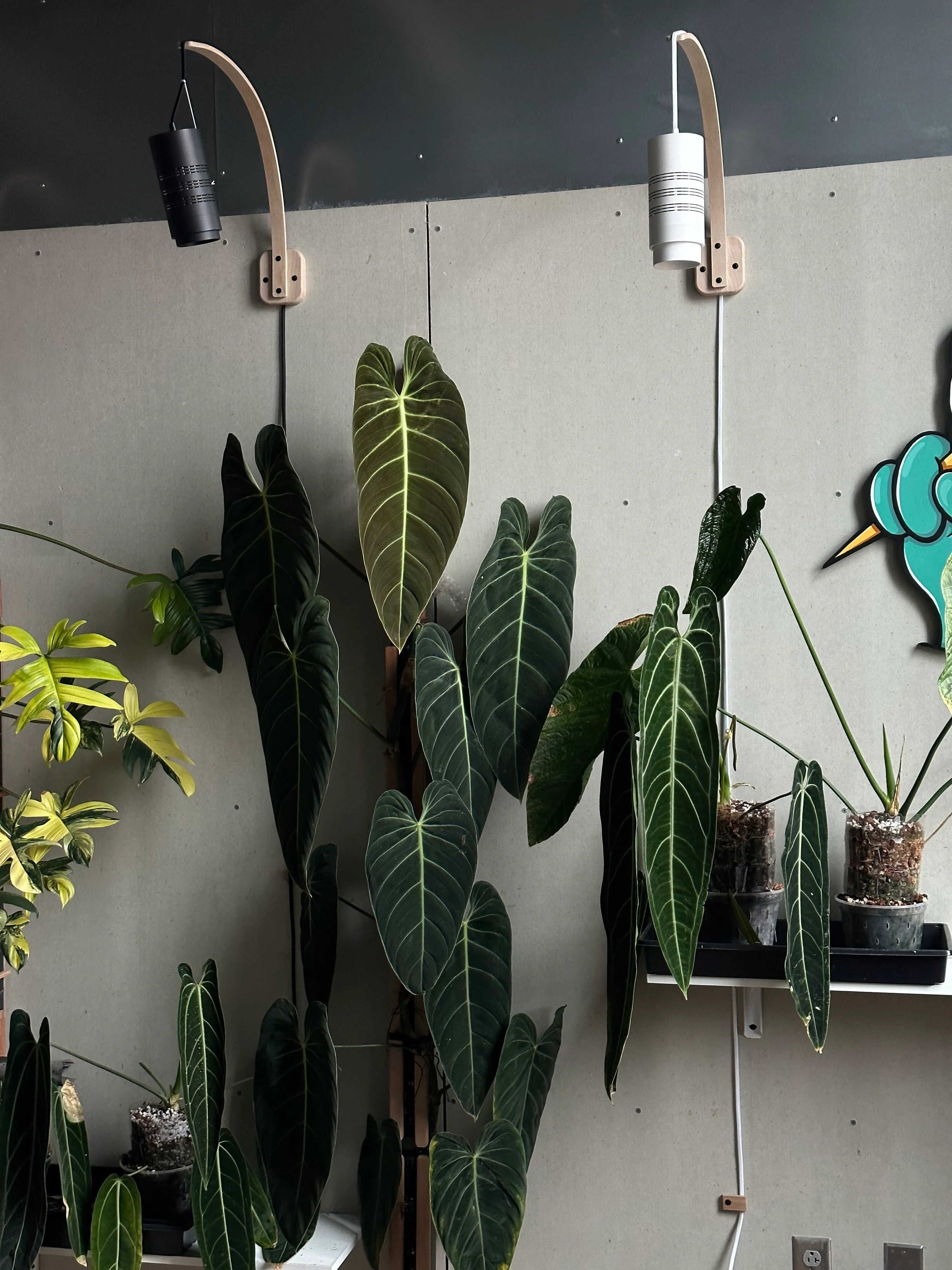 Elevate Your Indoor Garden
