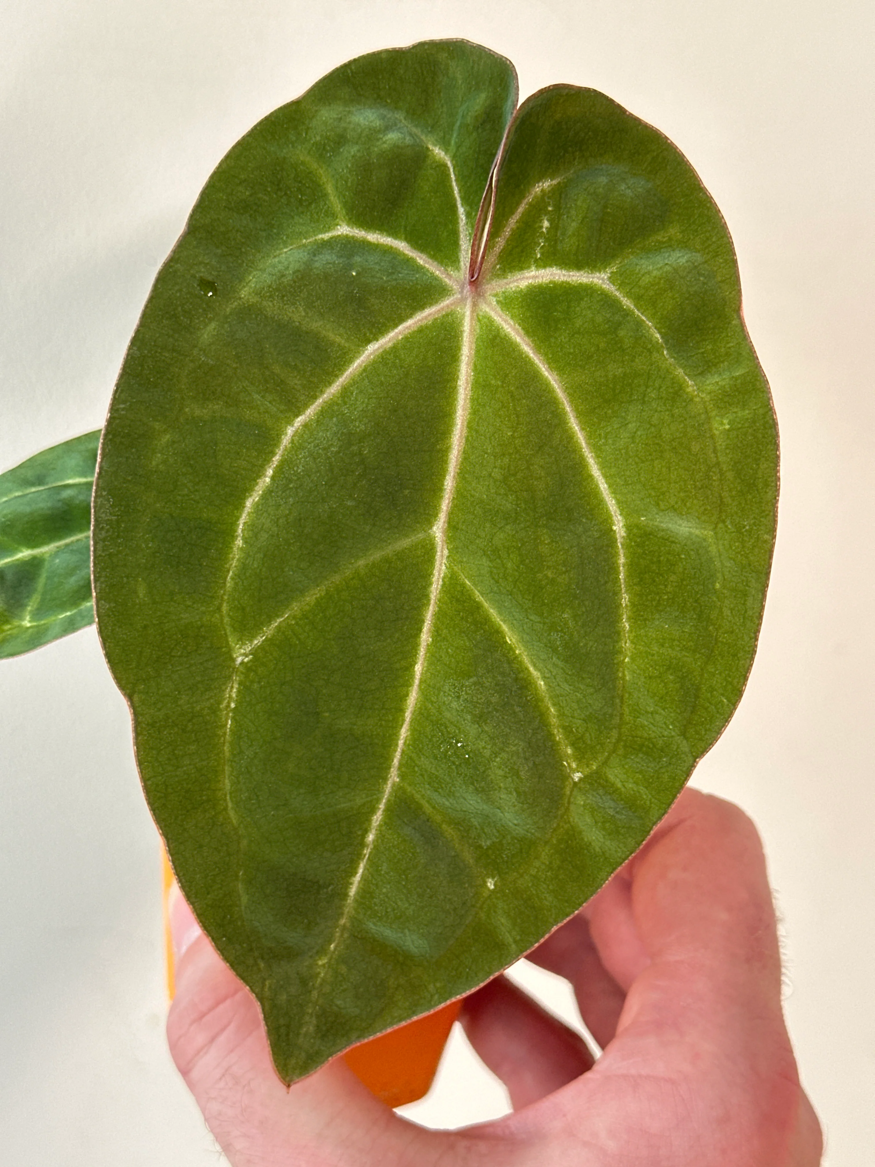 Plants